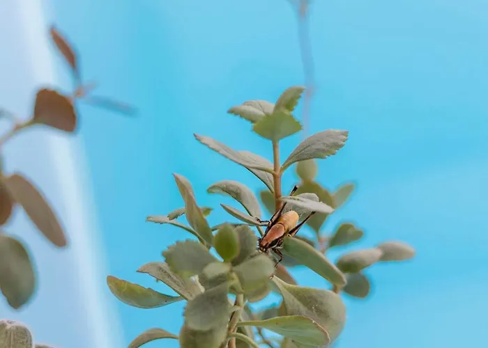 Vila Tranquility Psinthos