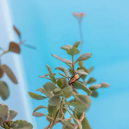 Villa Tranquility Psinthos